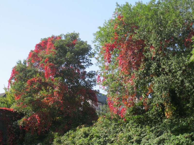 Autumn Colours in Pontypridd