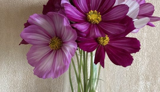22nd June Newsletter